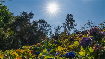 A cluster of Hydrangea (<em>Hydrangea macrophylla</em>) blushes with warmth and beauty, enriching the landscape of the grassy lawns and the Peak Trail.